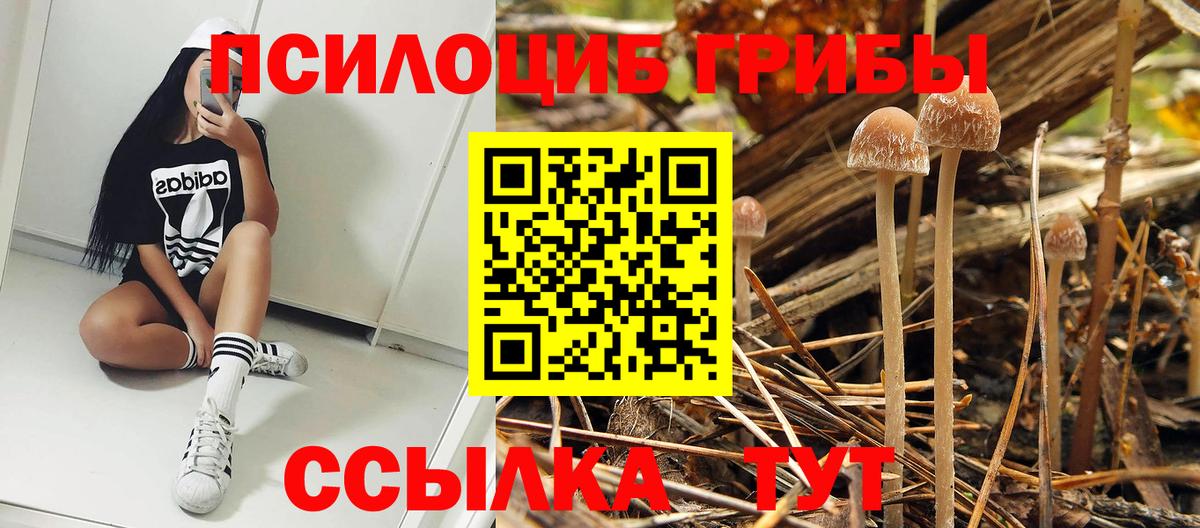 Псилоцибиновые грибы мицелий Шебекино